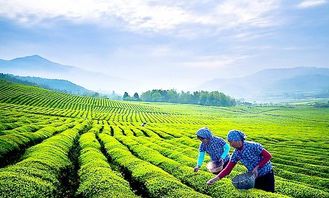 經營策略,庫瑪茶門店因地制宜,品質化經營