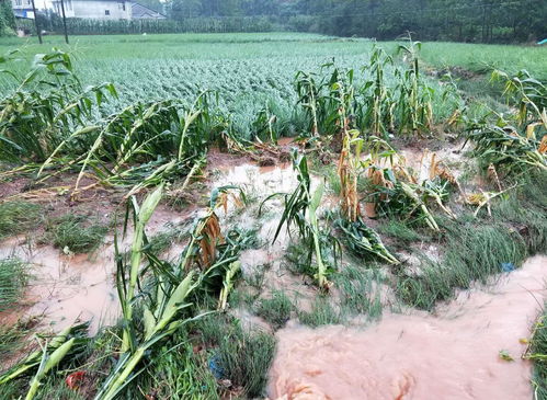 今日入伏,俗語(yǔ)說 淋伏頭,曬伏尾 當(dāng)天下雨好嗎