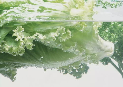 德國(guó)科技的多功能食品凈化機(jī),全家人的健康衛(wèi)士